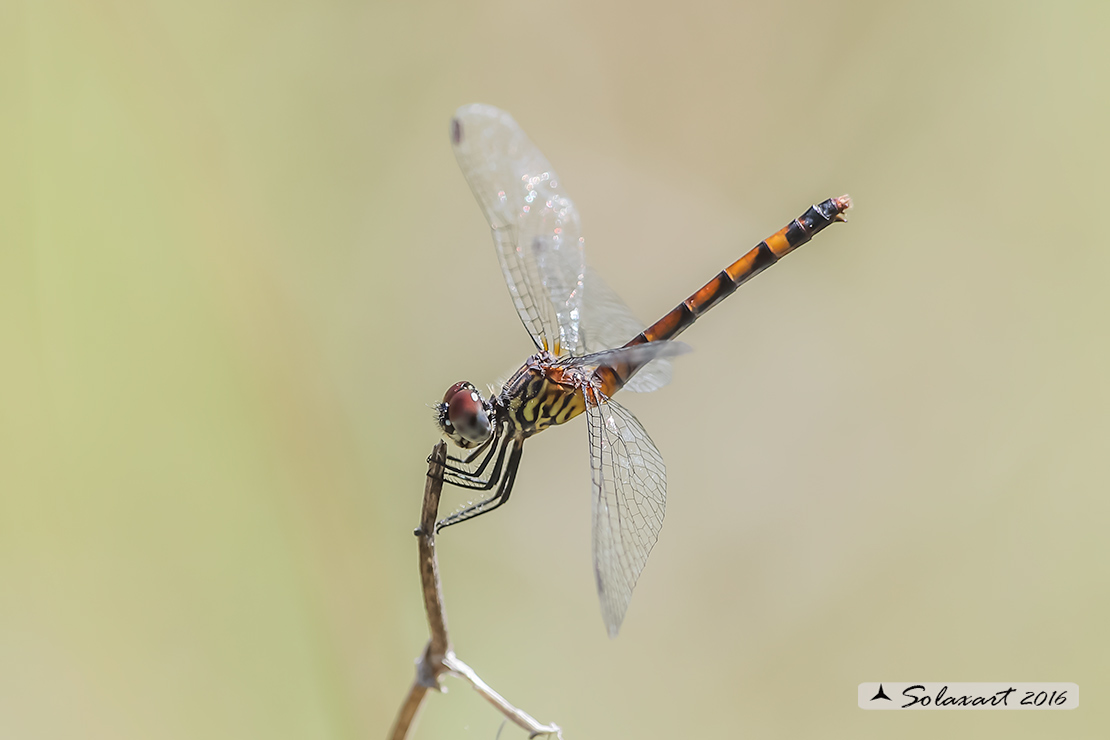 Odonata: Dythemis sterilis e Erythrodiplax berenice -Yucatan